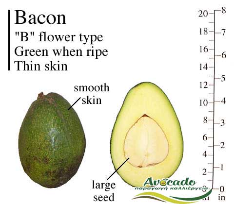 Avocado Greece Crete Chania Bacon nurseries