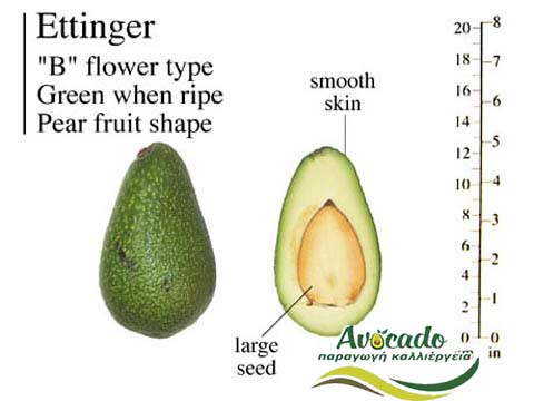 Variety Avocado Greece Ettinger (Popular) 