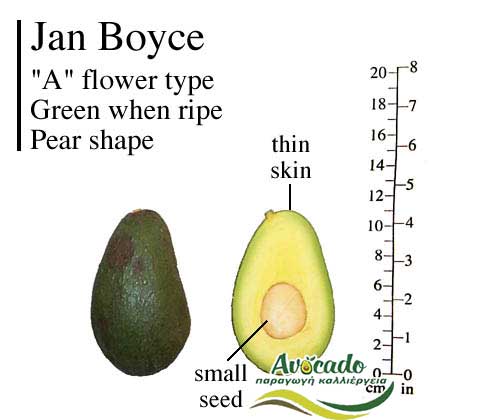 Variety Avocado Jan Boyce Greece Crete