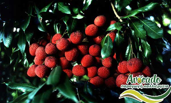 litsi, Litchi, Lychee, Λίτσι, CULTIVATION, CULTIVATION PRICE MARKET BUY, TREE/TREE PLANT, MARKET PLANTS, nursery, 2019, 2020, 2021